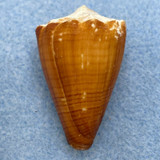 #4 Conus brunneus 32.6mm F++ Pedro Gonzales Is., W. Panama, Low Tide Under Rock