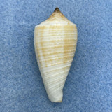 Conus pseudosulcatus 39.7mm F+ Kii, Wakayama Pref., Japan Trawled 20-40fms