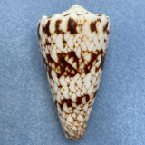 Conus araneosus nicobaricus 54.8mm F++ Carcar Point, Philippines 3-10m In Sand