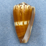 Conus planorbis 49.4mm F+ Siasi Sulu, Philippines 1974