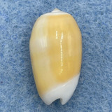 #7 Oliva carneola 17.9mm Gem No Data