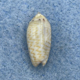 Oliva caldania 15.7mm Gem Broome, Northwest Australia