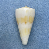 #3 Conus urashimanus 35.4mm F+ Chilung, Taiwan, Trawle 50fms 1972