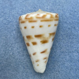 Conus advertex 35.6mm F++ Cape Moreton, Queensland, Australia, Trawled 85-90fms