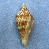 Conus praecellens 37.8mm F+ Chilung, Taiwan, Trawled 1972