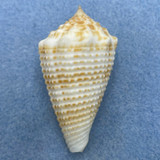 Conus grangeri 53.3mm F++ Bohol, Philippines, Netted 70-80 Fathoms
