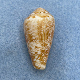 Conus natalis 31.9mm F East London, South Africa