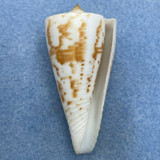 Conus tribblei 52.9mm F++ Punta Engano, Philippines, Netted 70-90fms