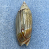 Agaronia nebulosa 40.9mm F+ Damai Beach, Sarawak, Borneo