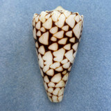 #4 Conus bandanus 64mm F++ Kwajalein, Marshall Islands, By Dive, 1976