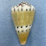 #1 Conus mustelinus 63.5mm F+ Olango, Cebu Philippines 15-25m