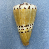 #7 Conus mustelinus 56.8mm F+ (Lip Rough) Philippines