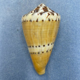 #2 Conus mustelinus 73.2mm F+ Philippines