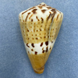 #1 Conus capitaneus 62.8mm F+ Philippines