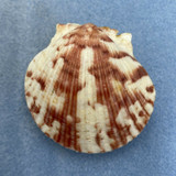 #1 Argopecten gibbus Giant 56.3mm F+ Scallop Boat, Panama City Bch, Florida 80s