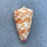 #12 Conus tessulatus 34.6mm F++ Dived 7-10m Olango Island, Philippines