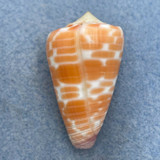 #7 Conus tessulatus 38.1mm F++ Dived 7-10m Olango Island, Philippines