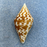 #2 Conus praecellens 34.8mm Quezon, Philippines