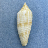 #7 Conus australis 56.9mm F+ Philippines