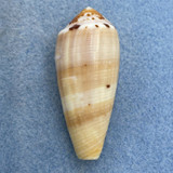 #2 Conus circumcisus 46.7mm F+ Olango Island, Cebu, Philippines