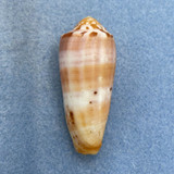 #4 Conus circumcisus 52.1mm F++ Cebu, Philippines