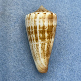 #11 Conus furvus f. albicans 41mm F+ Samar, Philippines, Netted 15m