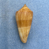 #6 Conus furvus 49.3mm F++ Bantayan Island, Cebu, Philippines