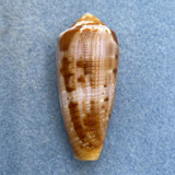 #3 Conus circumcisus 44.5mm F+ Olango Island, Cebu, Philippines