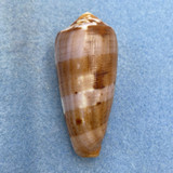 #5 Conus circumcisus 54.6mm F++ Batangas, Philippines