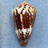 #2 Conus vitulinus 48mm F++ Scott Reef, Australia, 1' In Tide Pool, Low Tide