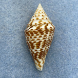 #6 Conus praecellens 37.7mm F+ Punta Engano, Cebu, Philippines