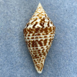 #3 Conus praecellens 41.8mm F++ Punta Engano, Cebu, Philippines