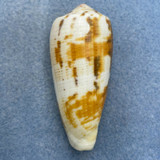 #4 Conus magus 57.2mm F++ Masbate Bay, Philippines