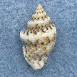 #6 Euplica scripta 18.3mm F++ Magenta Bay, New Caledinia 1-2m Under Rocks