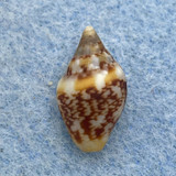 #6 Columbella rustica 14mm F+ Delta del Tevere, Italy, Intertidal On Rocks