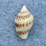 #8 Euplica scripta 14mm F++ Zamboanga, Philippines, Subtidal