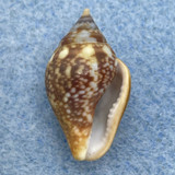 #3 Columbella rustica 18.1mm F++ Malaga, Spain, 2m