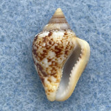 #2 Columbella adansoni 16.5mm F++ Playa de las Americas, Canary Is. Intertidal