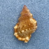 #10 Bursa granularis 28.9mm F++ Australia