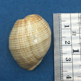 #12 Hydatina physis 31.9mm Australia Aplustridae