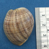 #3 Hydatina physis 34mm Tayabas Bay, Luzon, Philippines 25m Deep Amplustridae