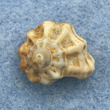 Liotinaria peronii 14.5mm F+ Balicasag Is. Philippines Tangle Net 130-230m