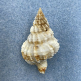 #2 Nassaria acuminata 35mm F++ Thailand, On Rock, Low Tide