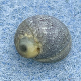 Clithon chlorostoma 10.4mm F+ W/O Okinawa, Japan, Mangrove Area