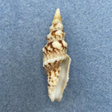 #1 Vexillum mirabile 46.6mm F++ Sabbah, North Borneo, Malaysia