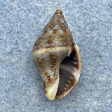 Euthria cornea 20.8mm F++ Scala Dei Turchi, Italy, Intertidal Buccinidae