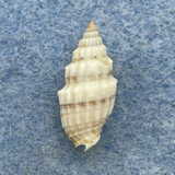 #2 Vexillum cadaverosum 16.5mm F++ Huahine Island, French Polynesia, In Sand