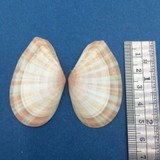 #5 Tellina virgata 53mm Malolo Lai Lai, Fiji, On Sand Near Reef, Day Snorkel