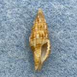 Prodotia lannumi 17.6mm F+ Mactan Is. Philippines, Lumun-lumun Net 80-100m