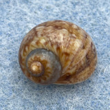 #5 Natica vittata 13.5mm F++ Malaga, Spain, Low Tide On Rocks/Sand